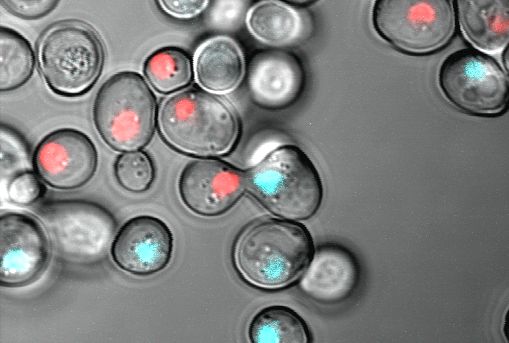 Fluorescence microscopy