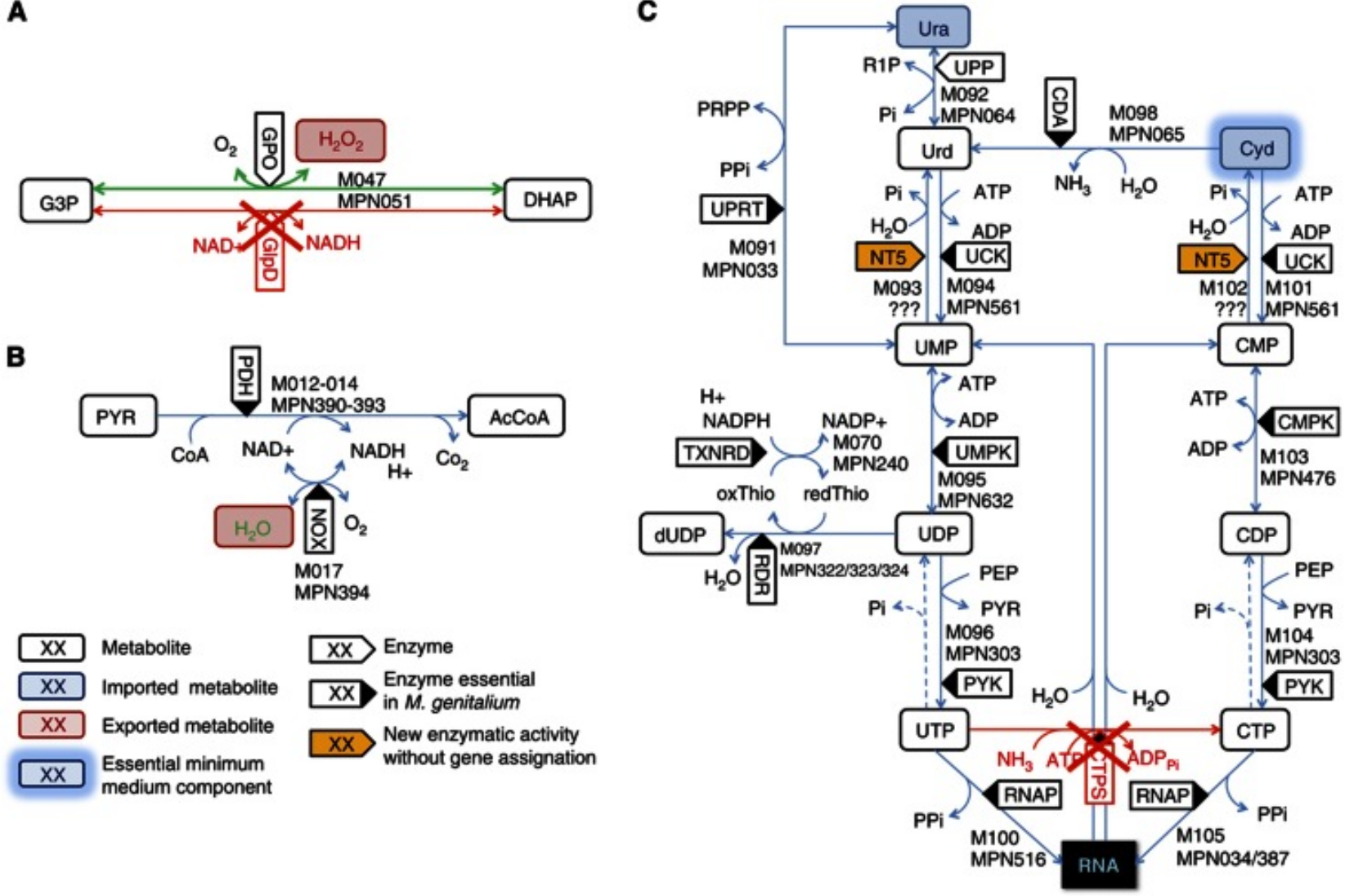 Modeling metabolism