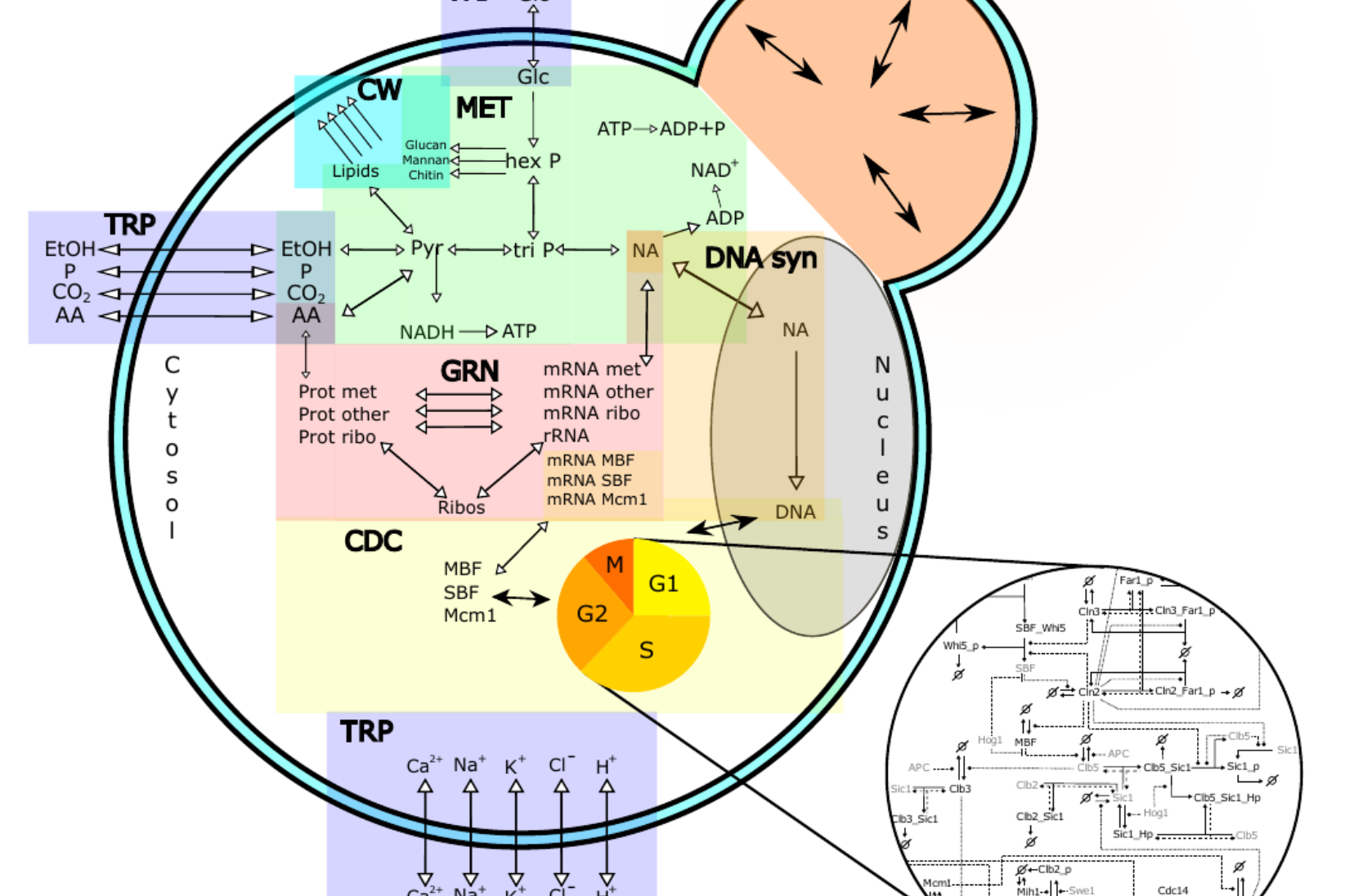 Yeast cell modeling