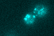 mRNA tracking (MS2)